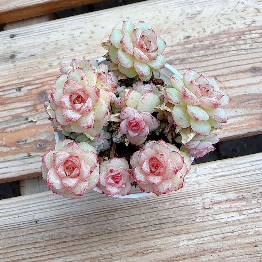 里***羛1221-40（ttp-5）优选