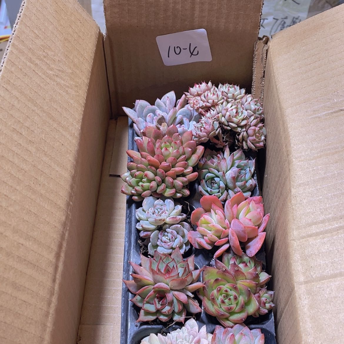 【闪购商品】10颗-4