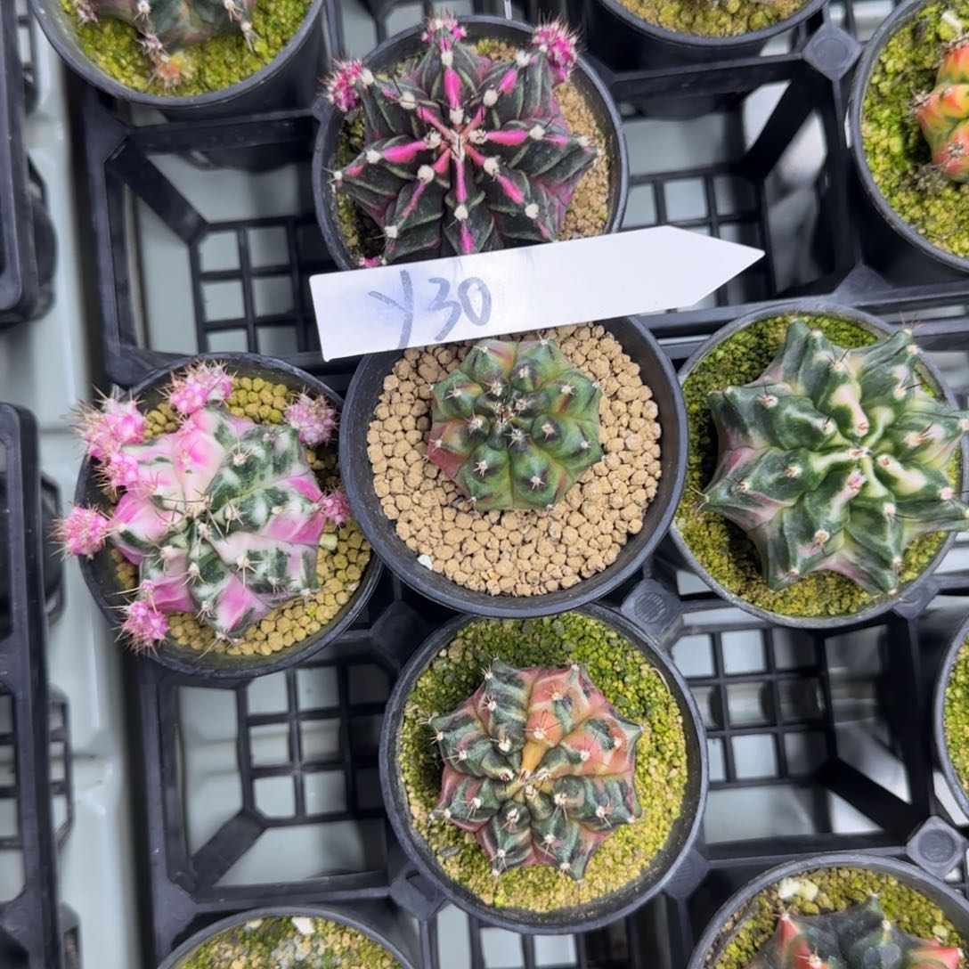 30-0305侧芽脱土发多肉