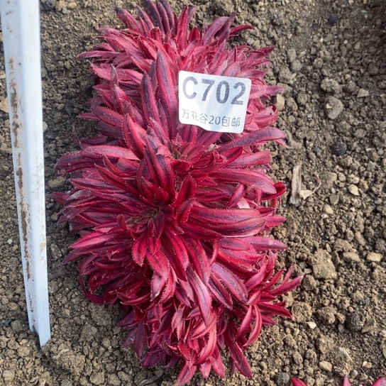 702朱雀缀多肉植物