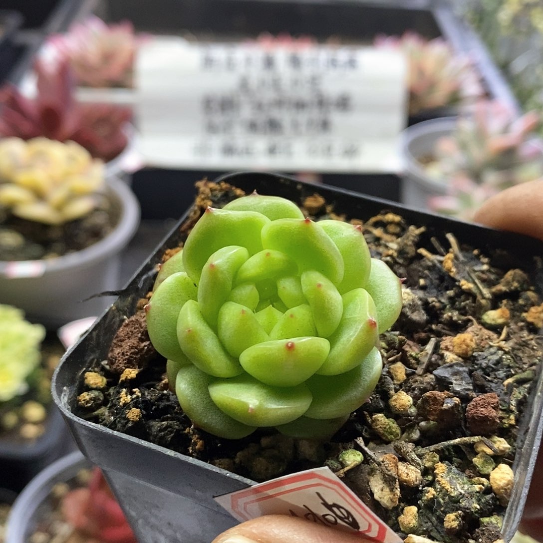 24106灯泡珍妮多肉