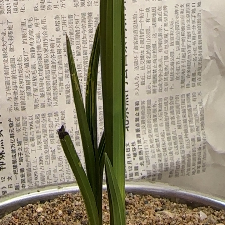 完全开放陕西秦岭蕙兰直立木纹水晶斑