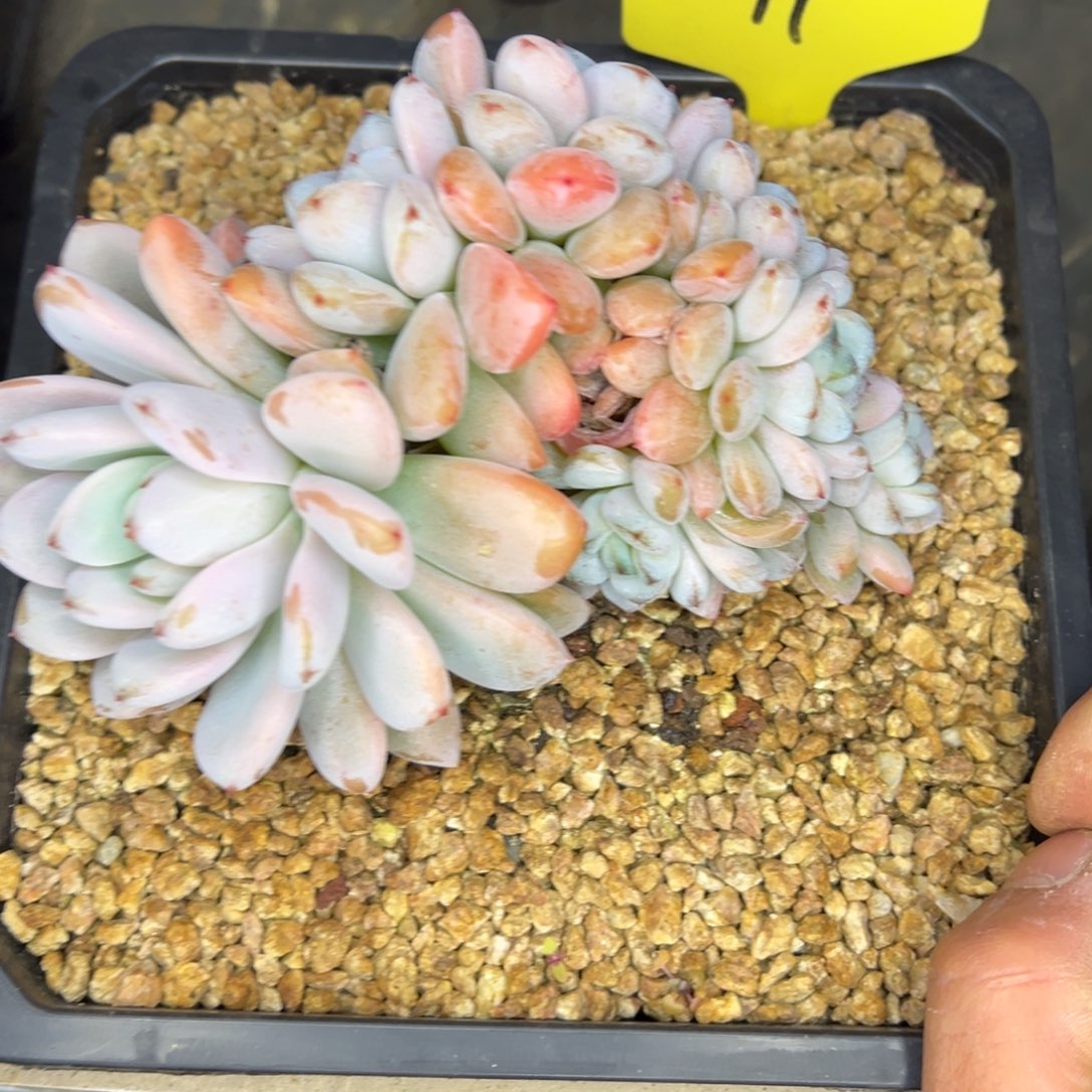 枫****星星11/////////////////////