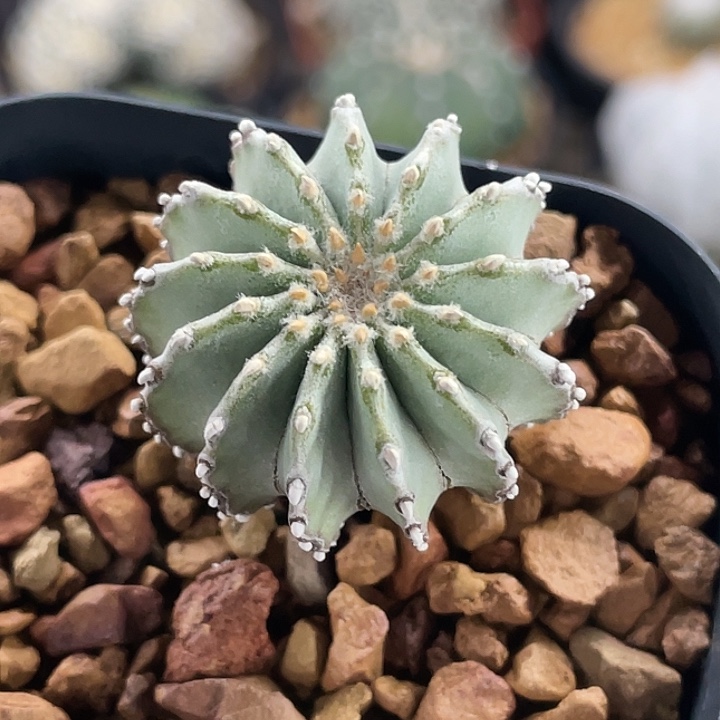 薄叶花笼实生仙人球