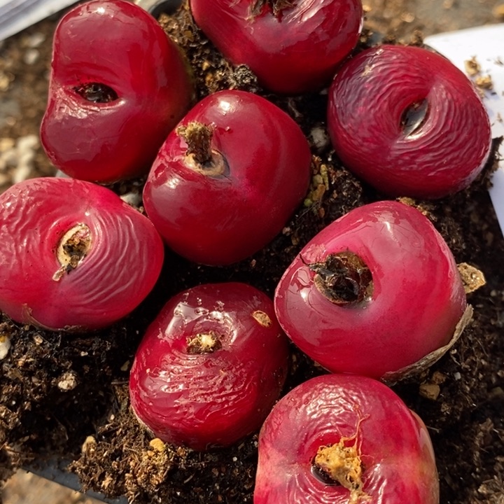 1718红蟠桃一组一组