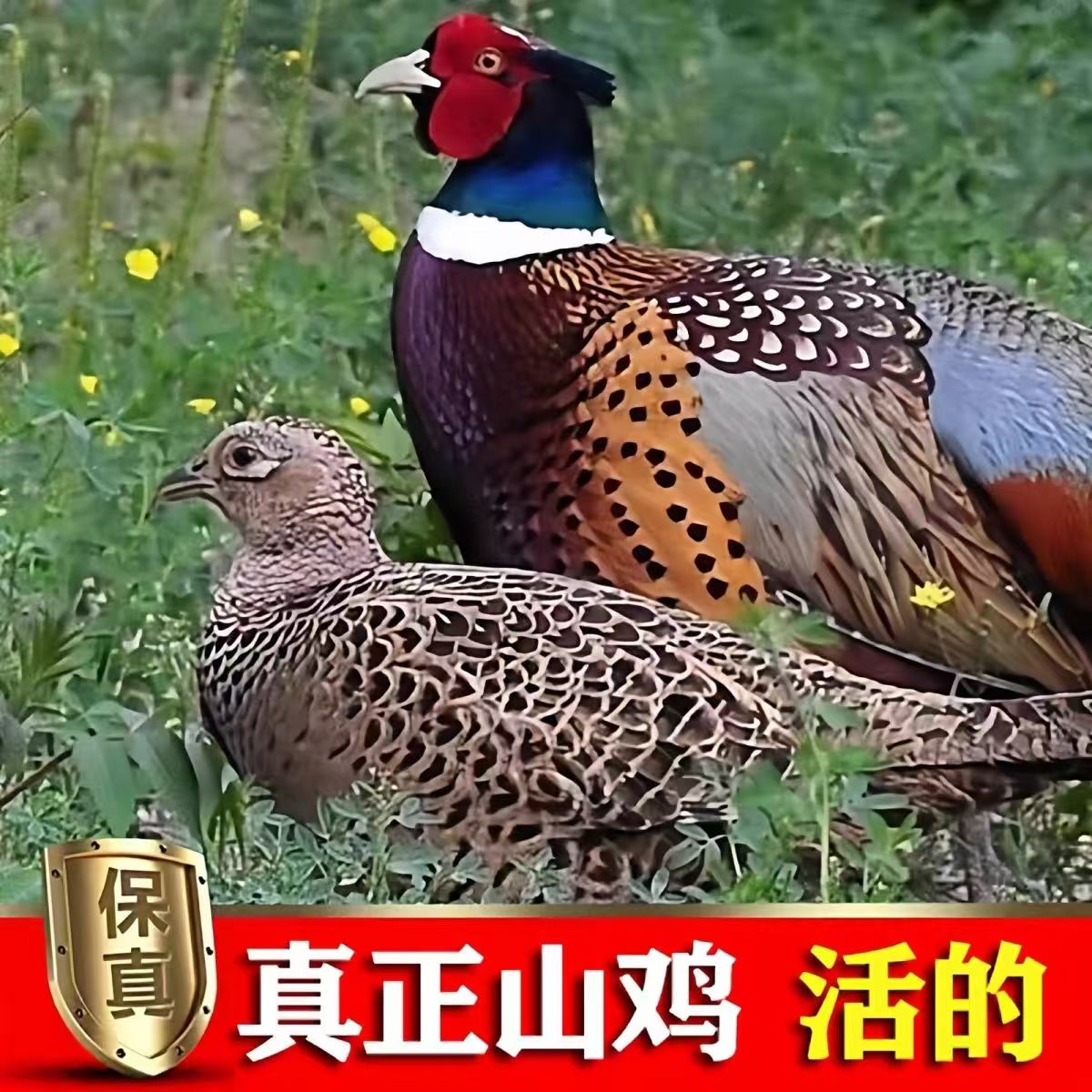 散养七彩长尾山鸡绿色健康活体发货顺丰包邮包活到家可作宠物鸡