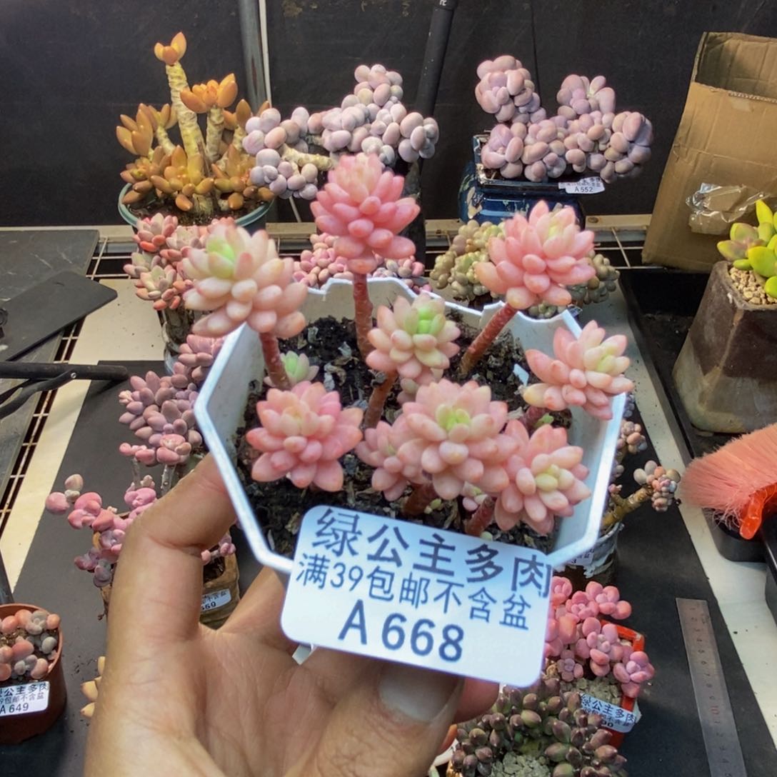 668花团锦多肉散拼