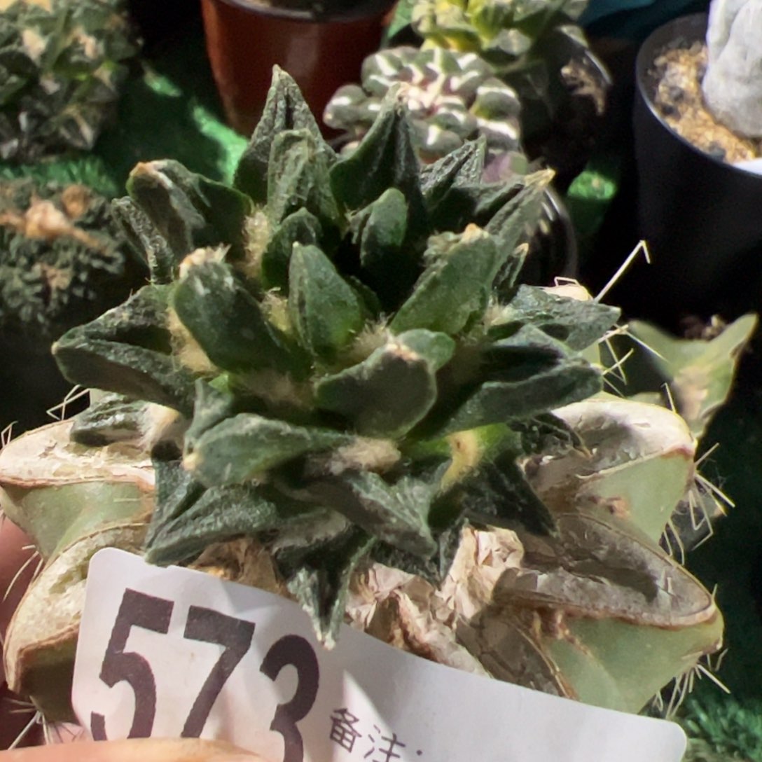 龙角牡丹仙人球573