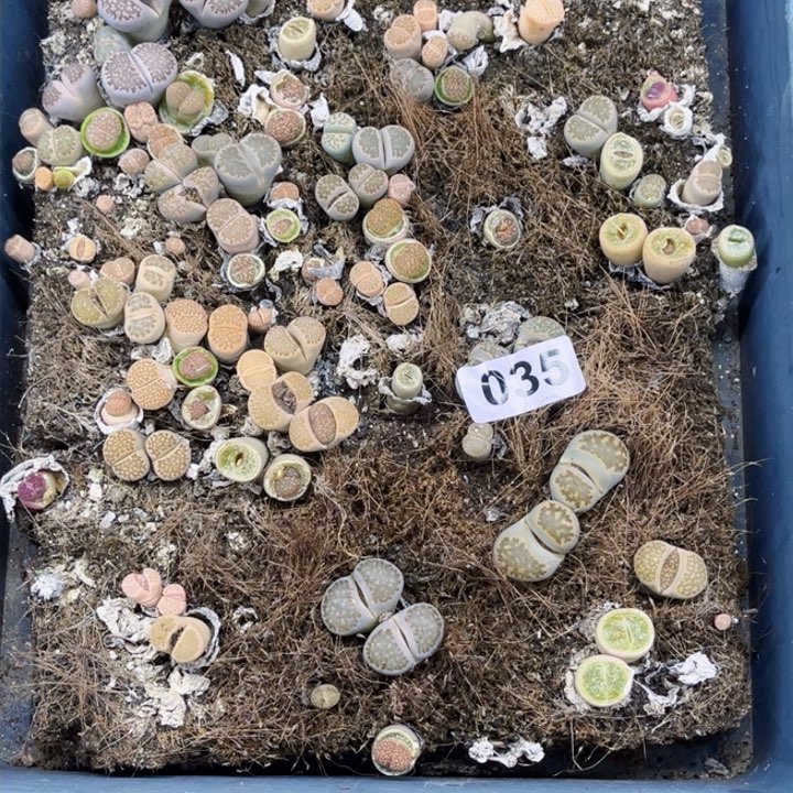 035 生石花一物一图如图初8陆续发货