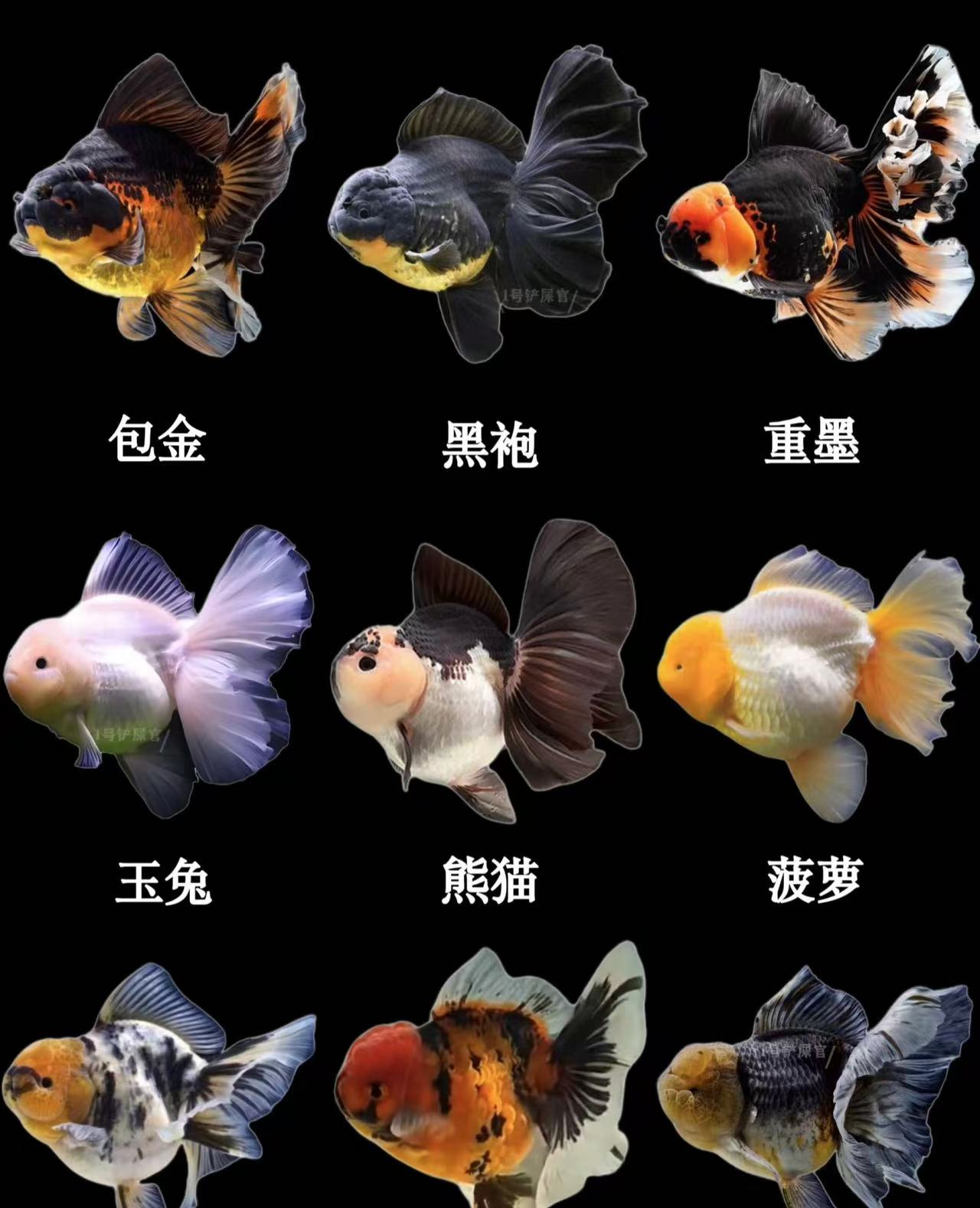 精品泰狮花将军好养耐活