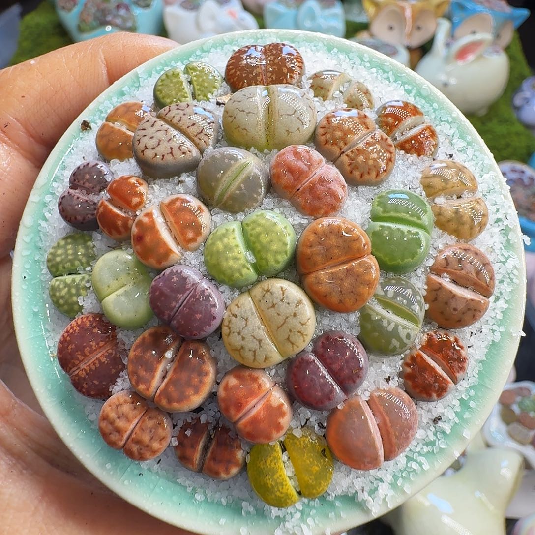 多肉植物福利冲548