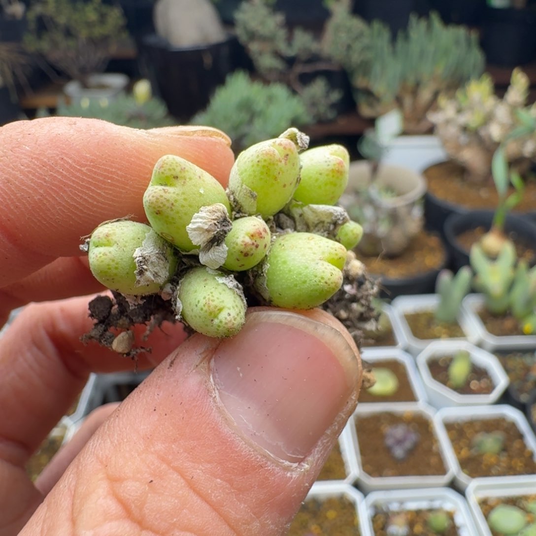 ?*炀斑马多肉。            