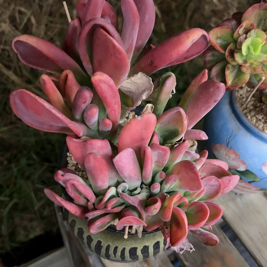 火狐狸48 零零多肉植物