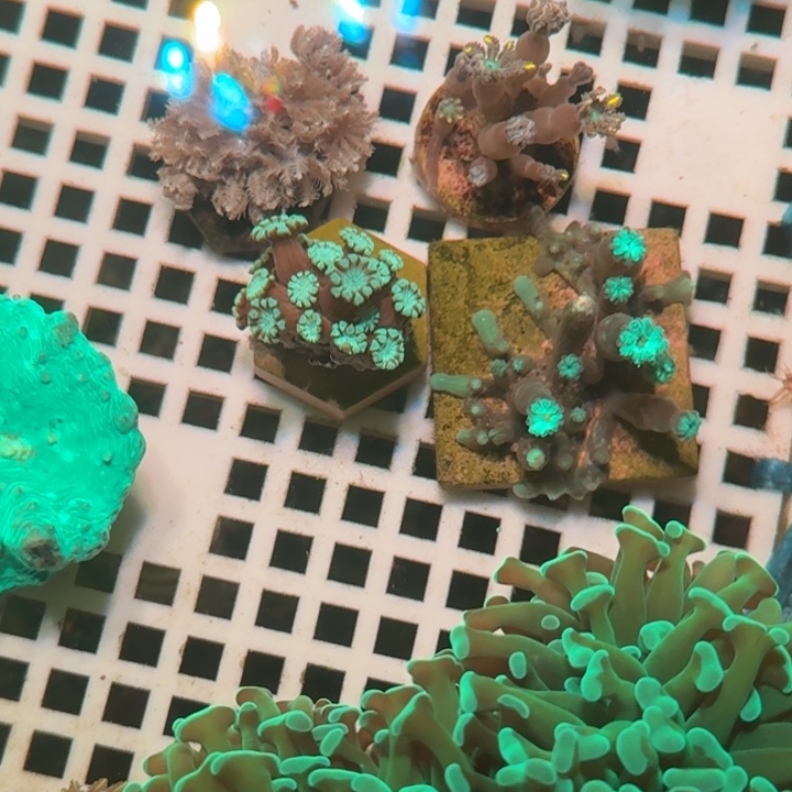 耗***仔奶嘴海葵金边➕绿叶➕千手➕茉莉