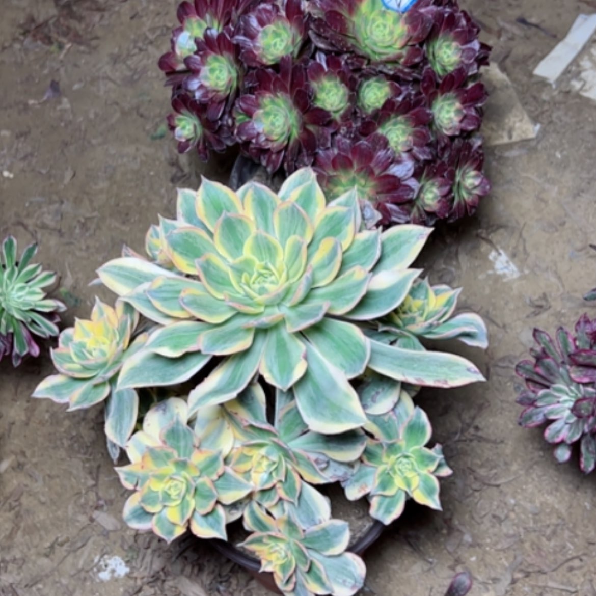 【闪购商品】多肉植物两个26