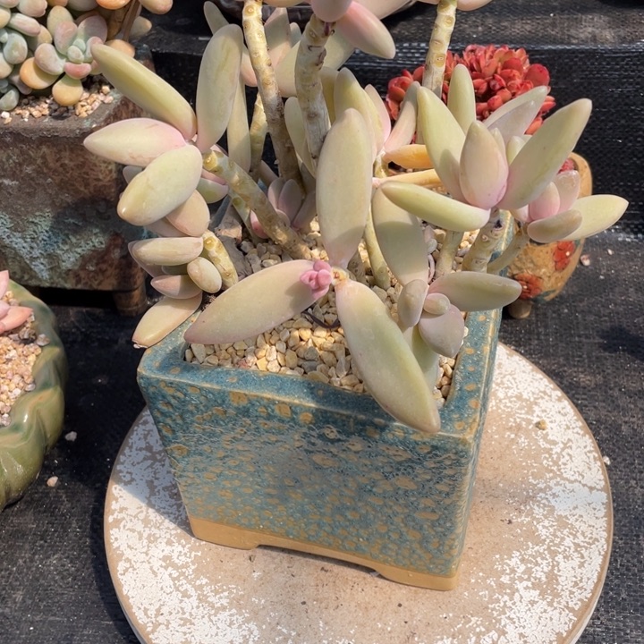 平**乐弥一物一一拍