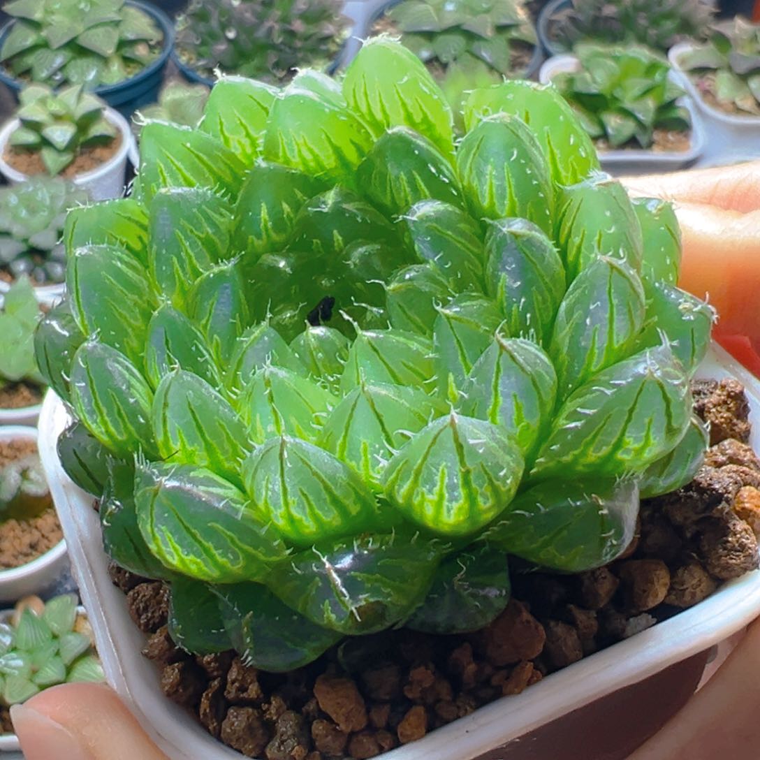 翠云玉露多肉多肉