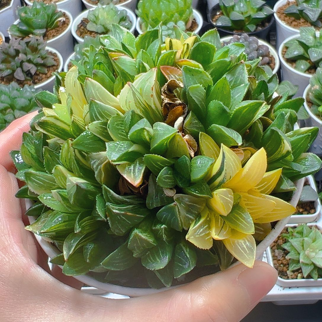 五***五姬寿锦群玉露多肉植物一颗