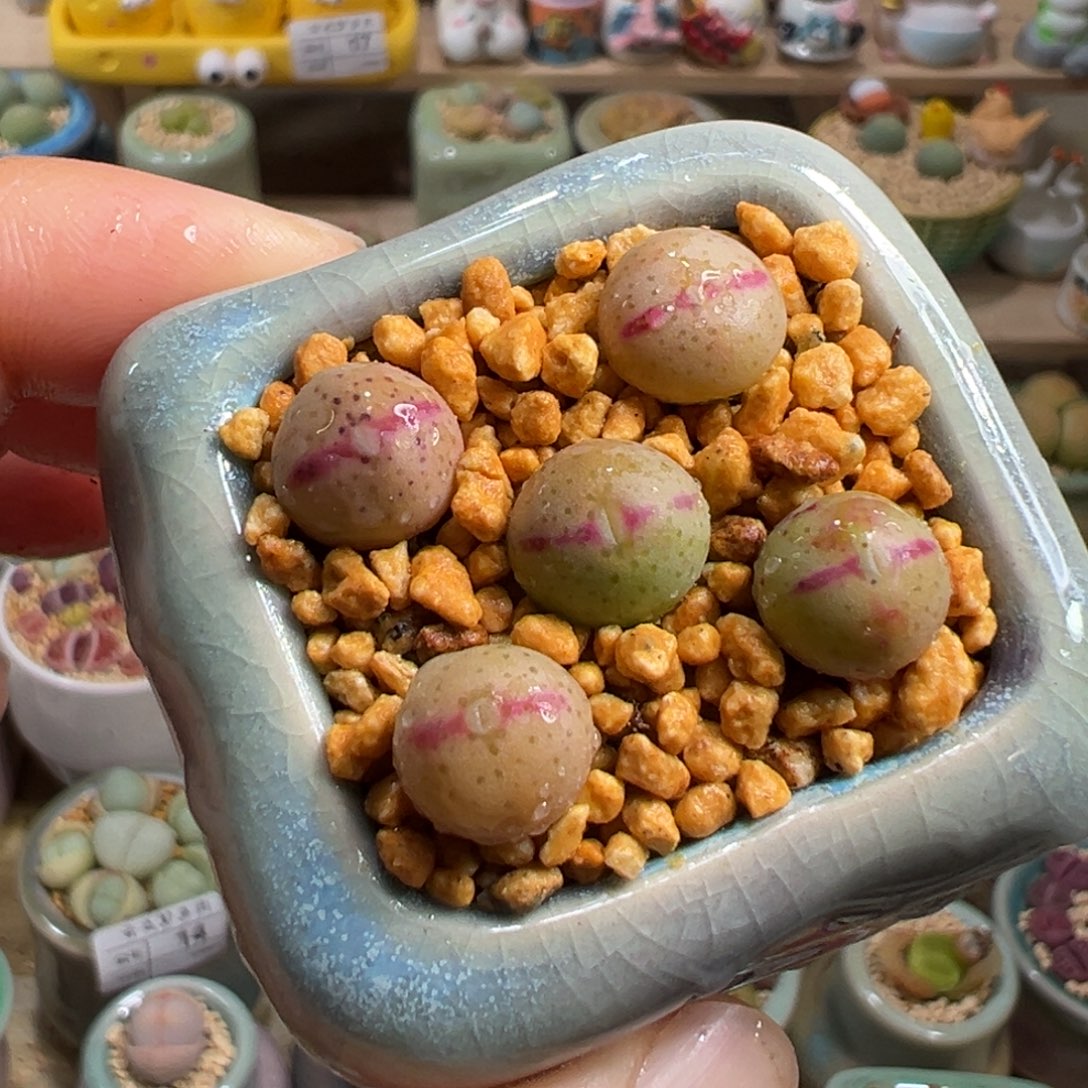 多肉植物18号少将