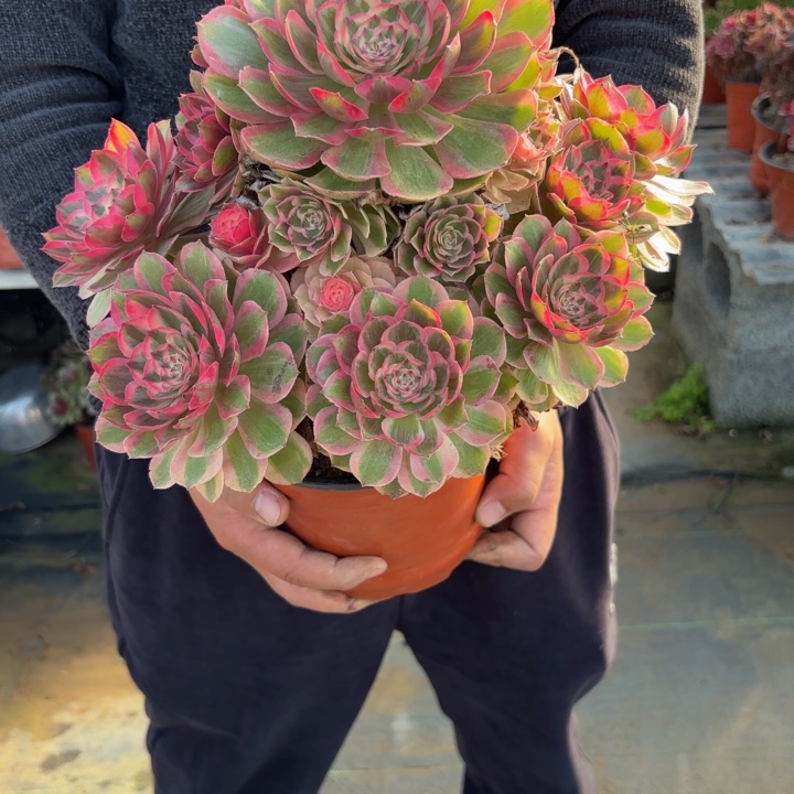 假***如瑞妈，，。。。。。014云河，