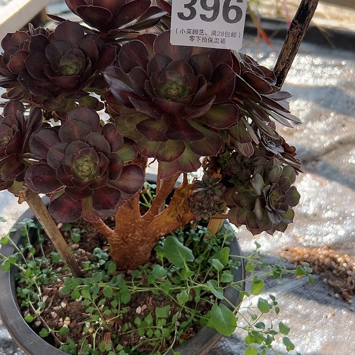 396多肉植物抹茶朵朵缀