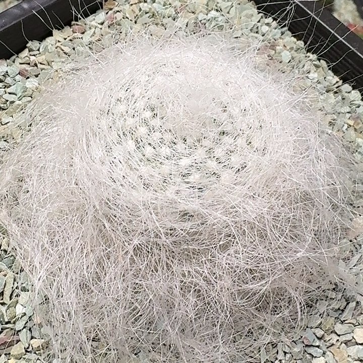 穴猿玉翁多肉植物