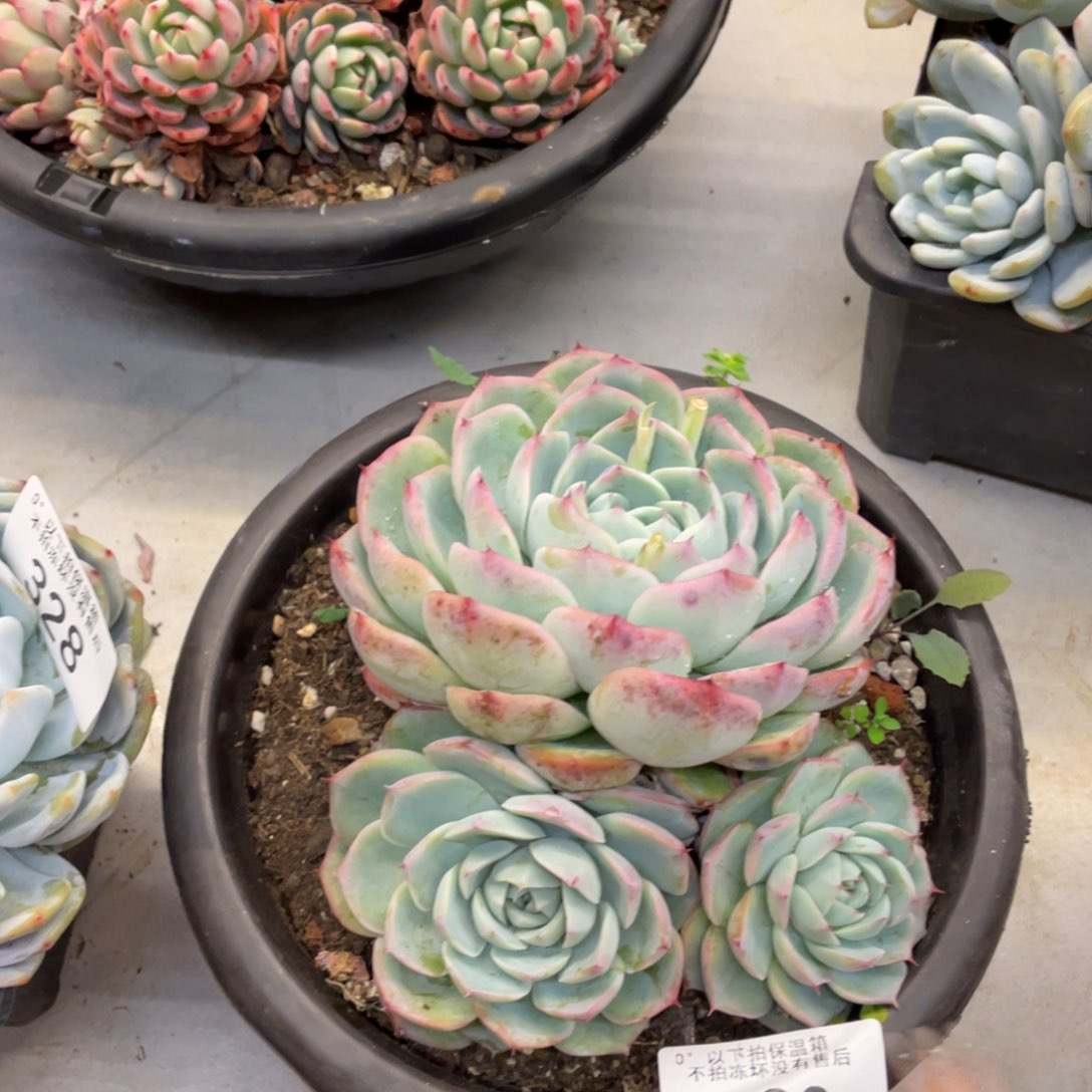 黑大帅多肉329侧影