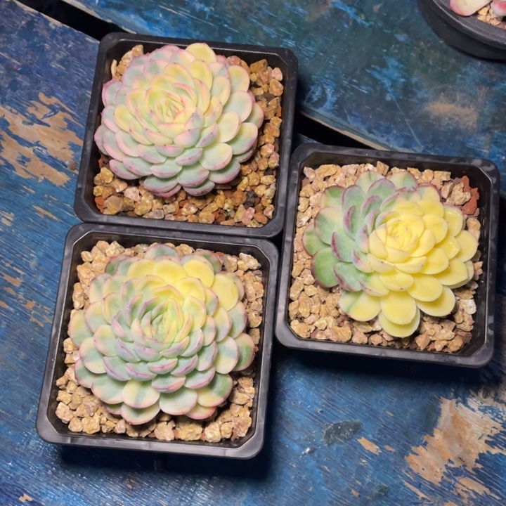 多肉五毛钱草莓冰锦