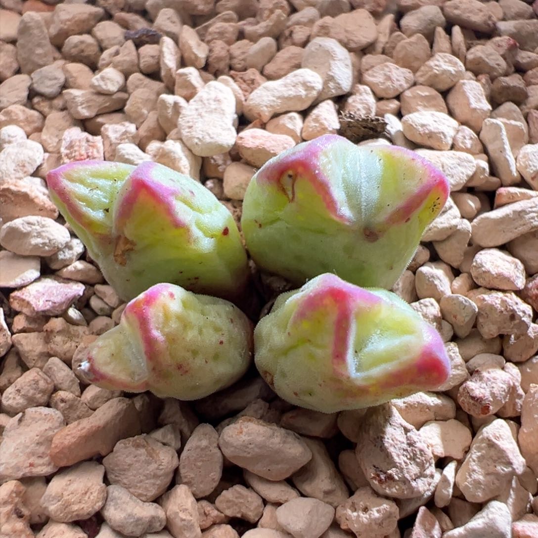 山932。园艺优选985猪蹄