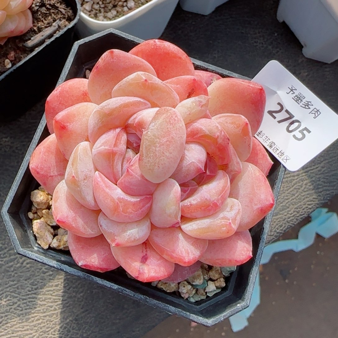 雪塔双心，2705多肉