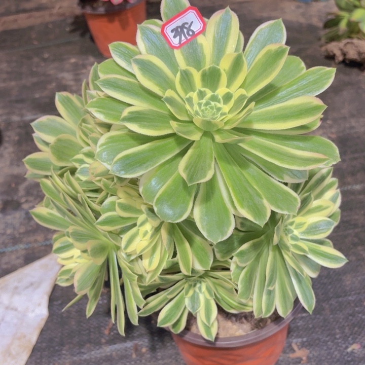 一物一拍芳华法师398