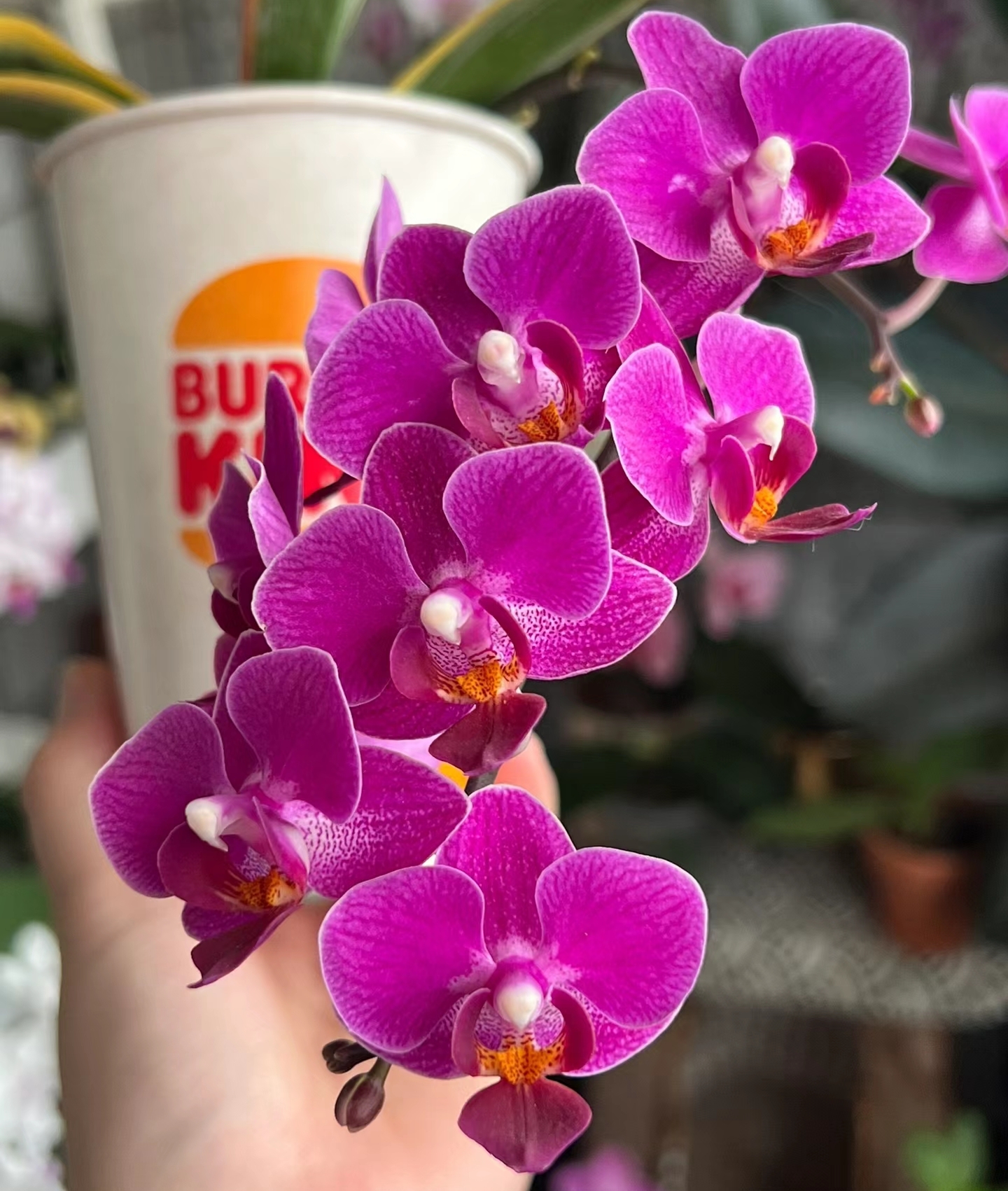 【今日福利】咖啡蝴蝶兰花苗不带花剑2.8寸杯