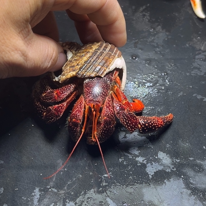 再生腿黑莓3.5口径需要拍加热包