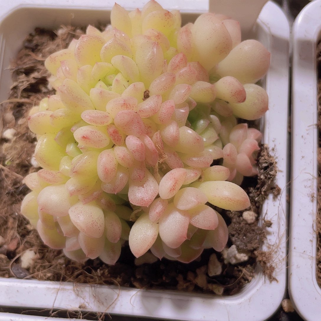 蝴蝶麦秆e072一物一拍