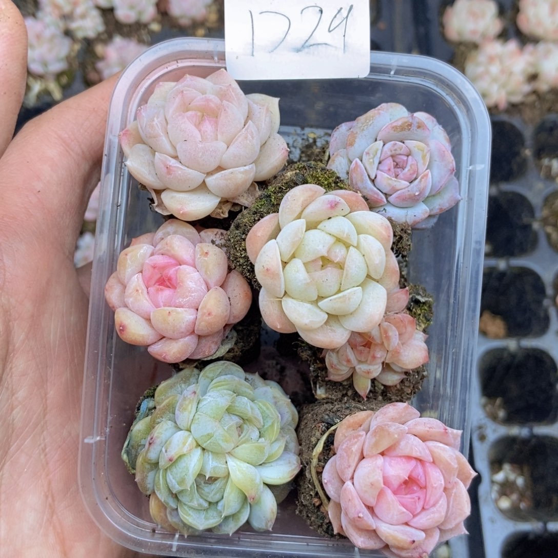 春泥家框拍链接D29