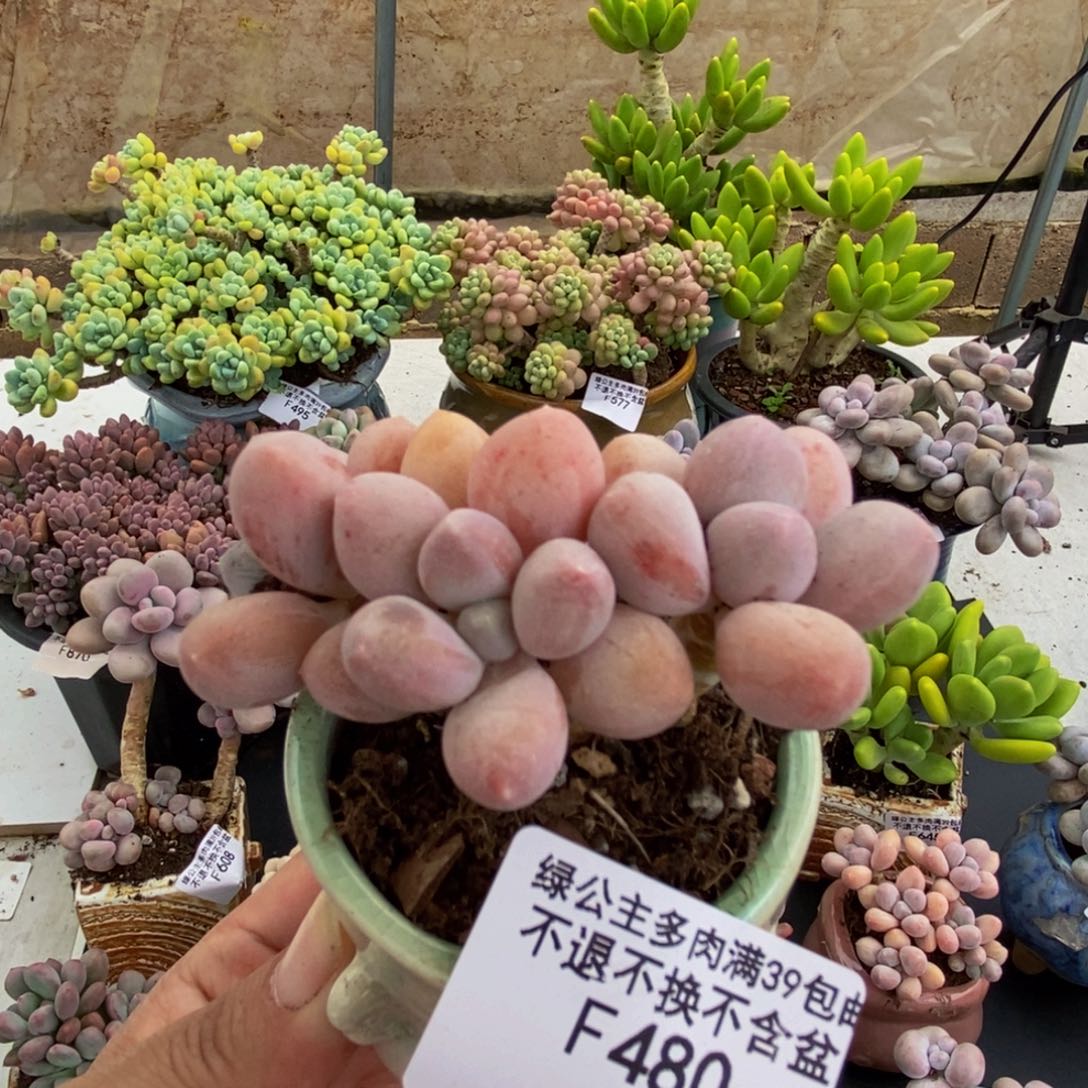 480香水手指奶酪6cm多肉