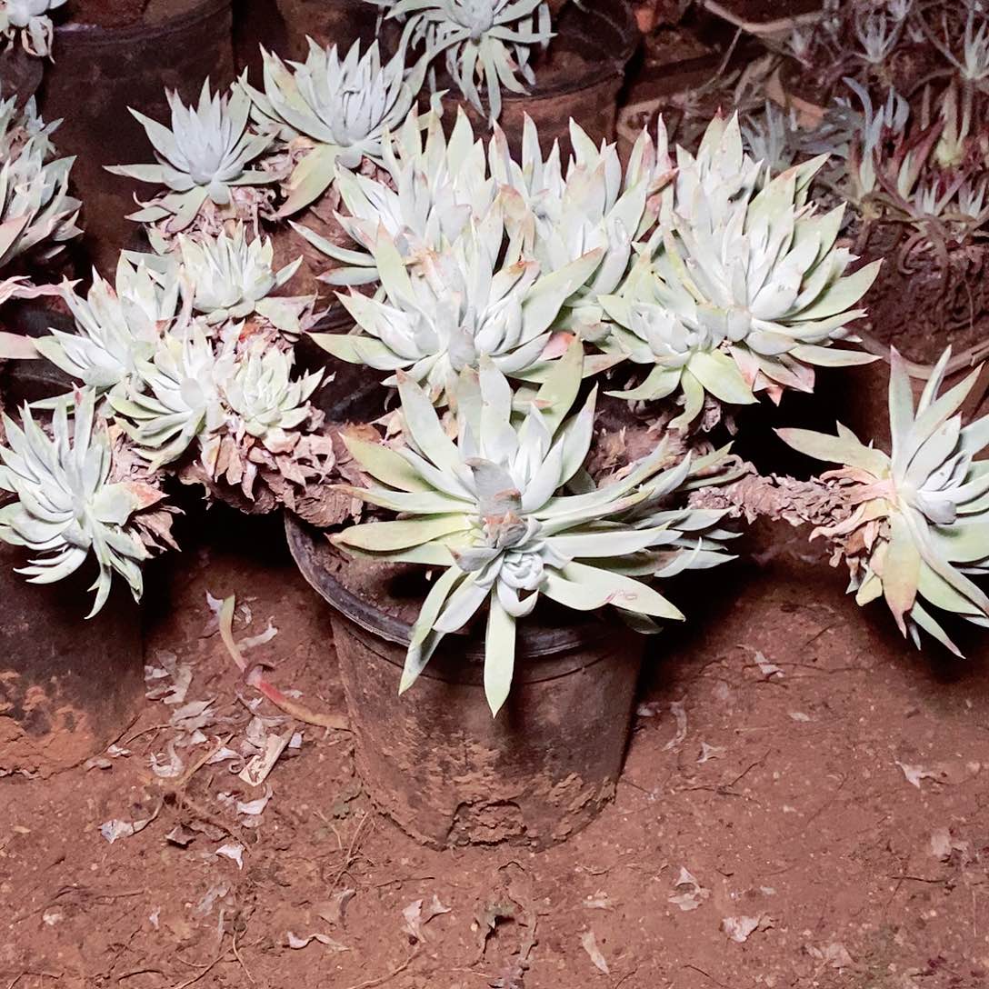 【闪购商品】哈哈哈哈白衣圣徒多肉瑕疵不售后1621