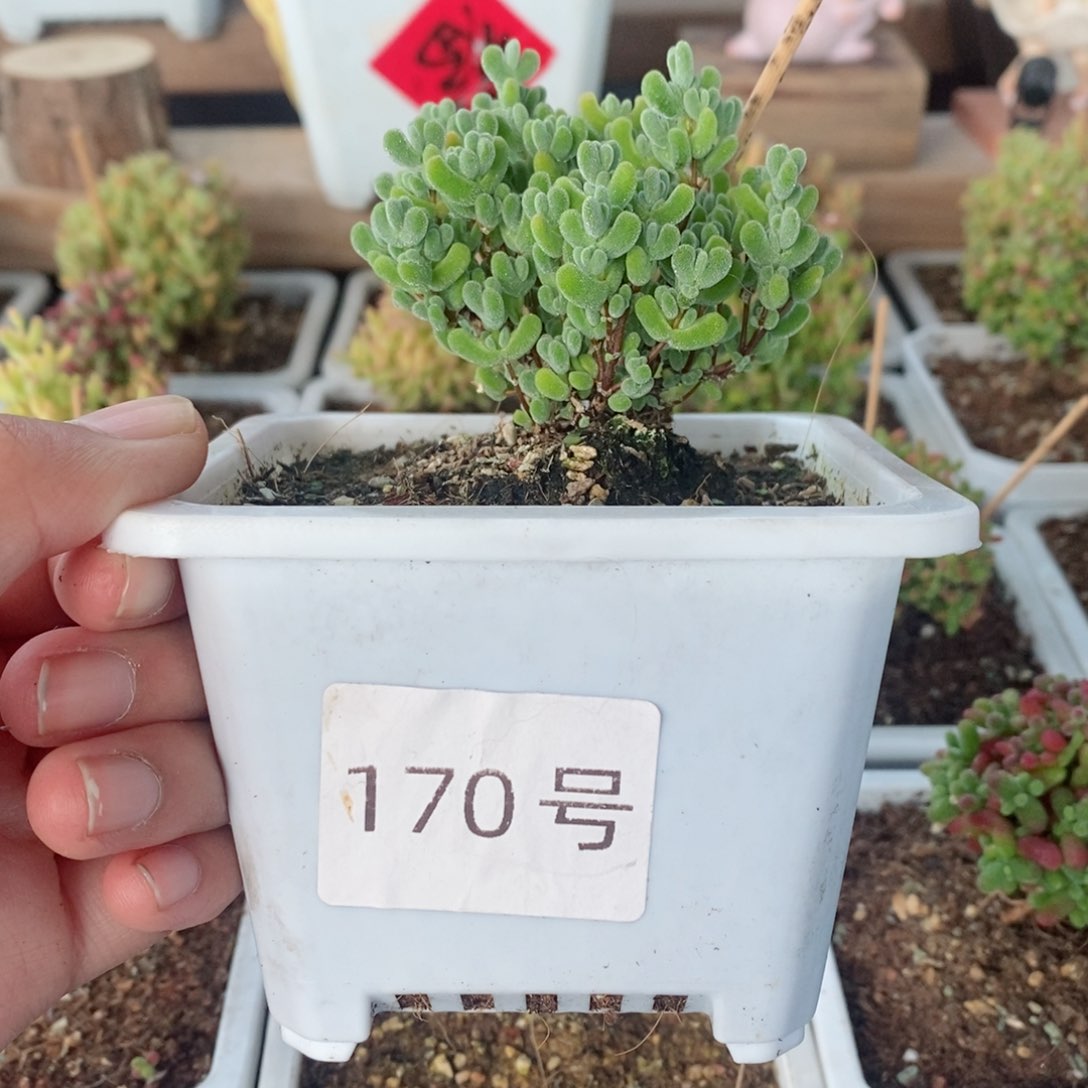 莱斯带盆土发货一物一拍