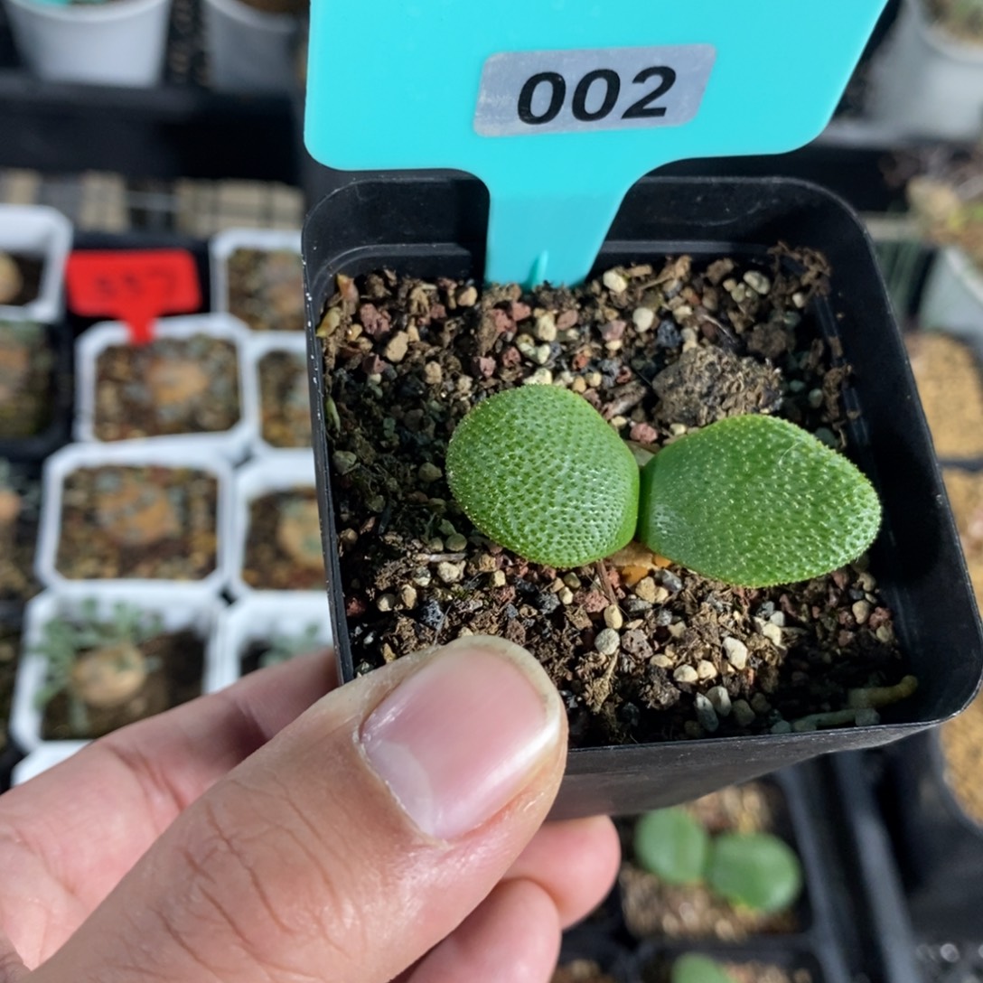 钢挫灯台百合一个