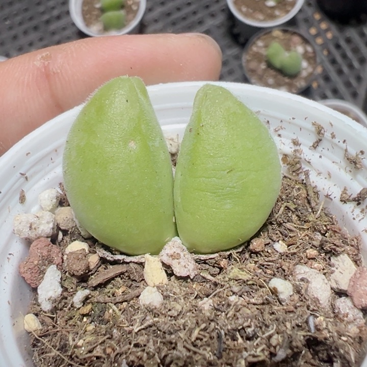 毛翠提精品多肉植物