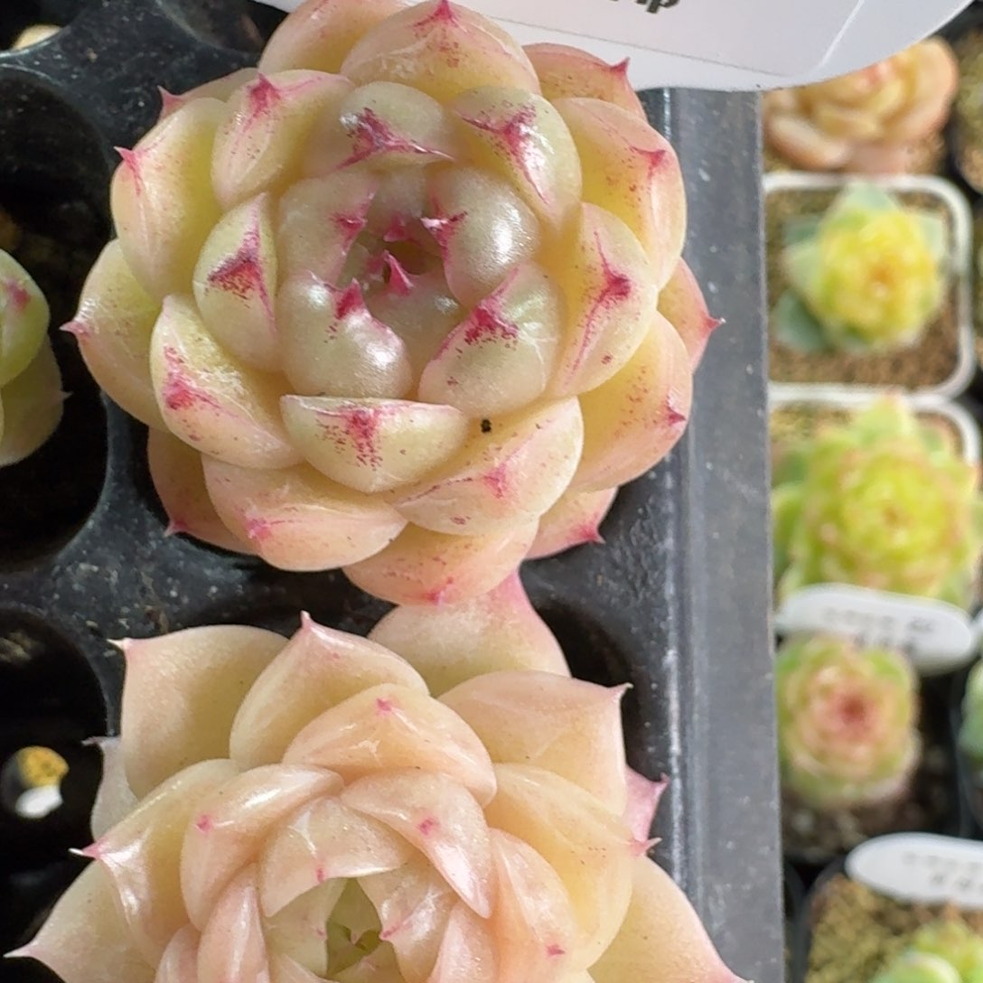 034-麦秆单头一颗