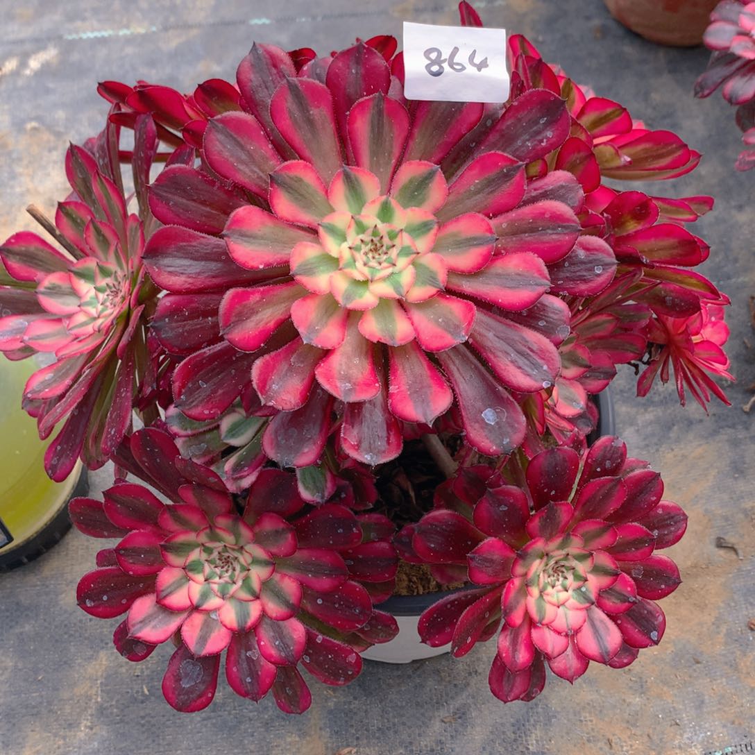 864红铜超白锦捧花