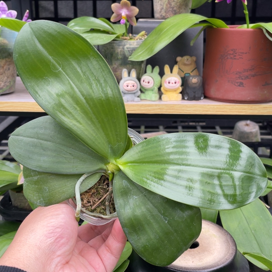 完全开放反射龙交爪哇2.5寸苗