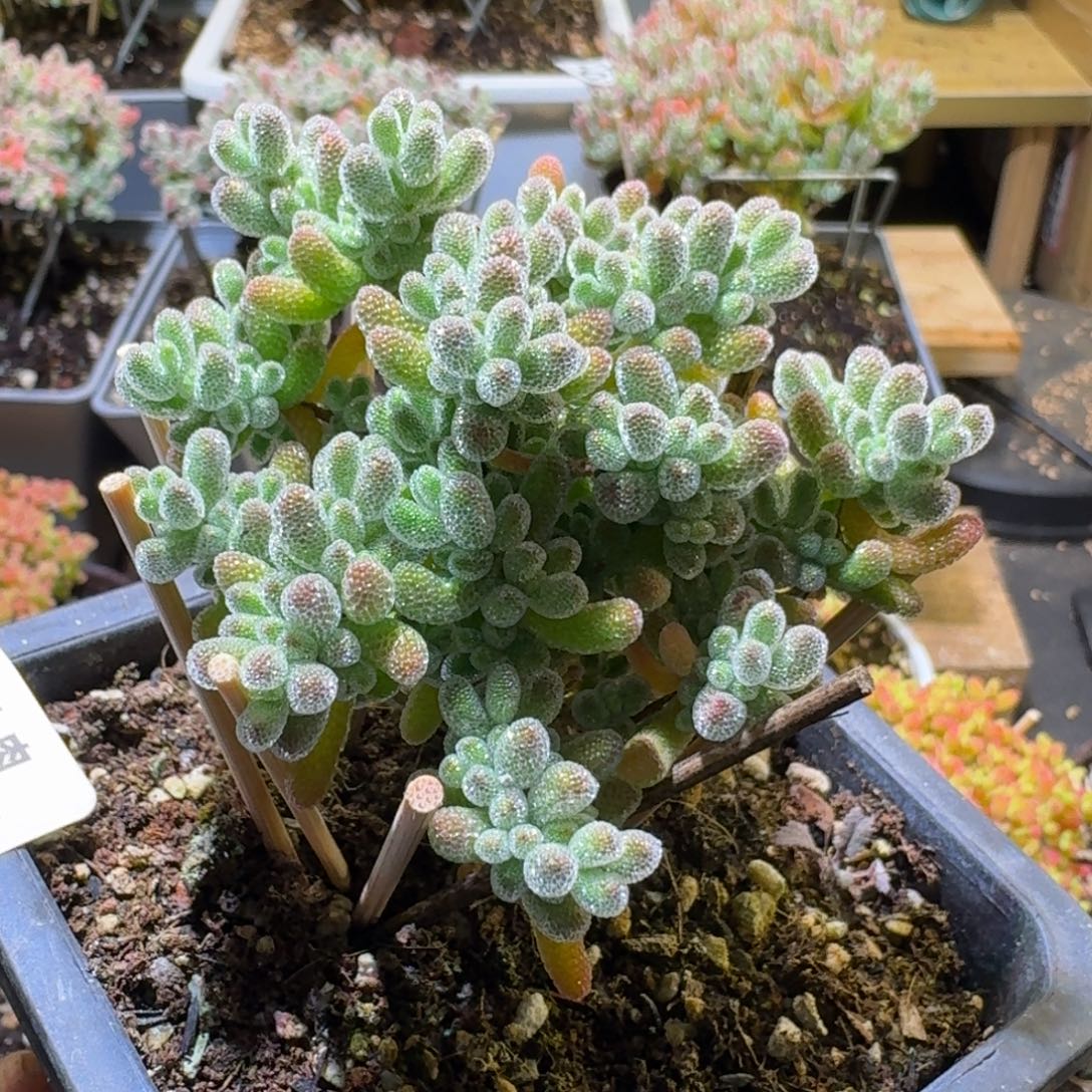 枝干番杏五彩冰晶697