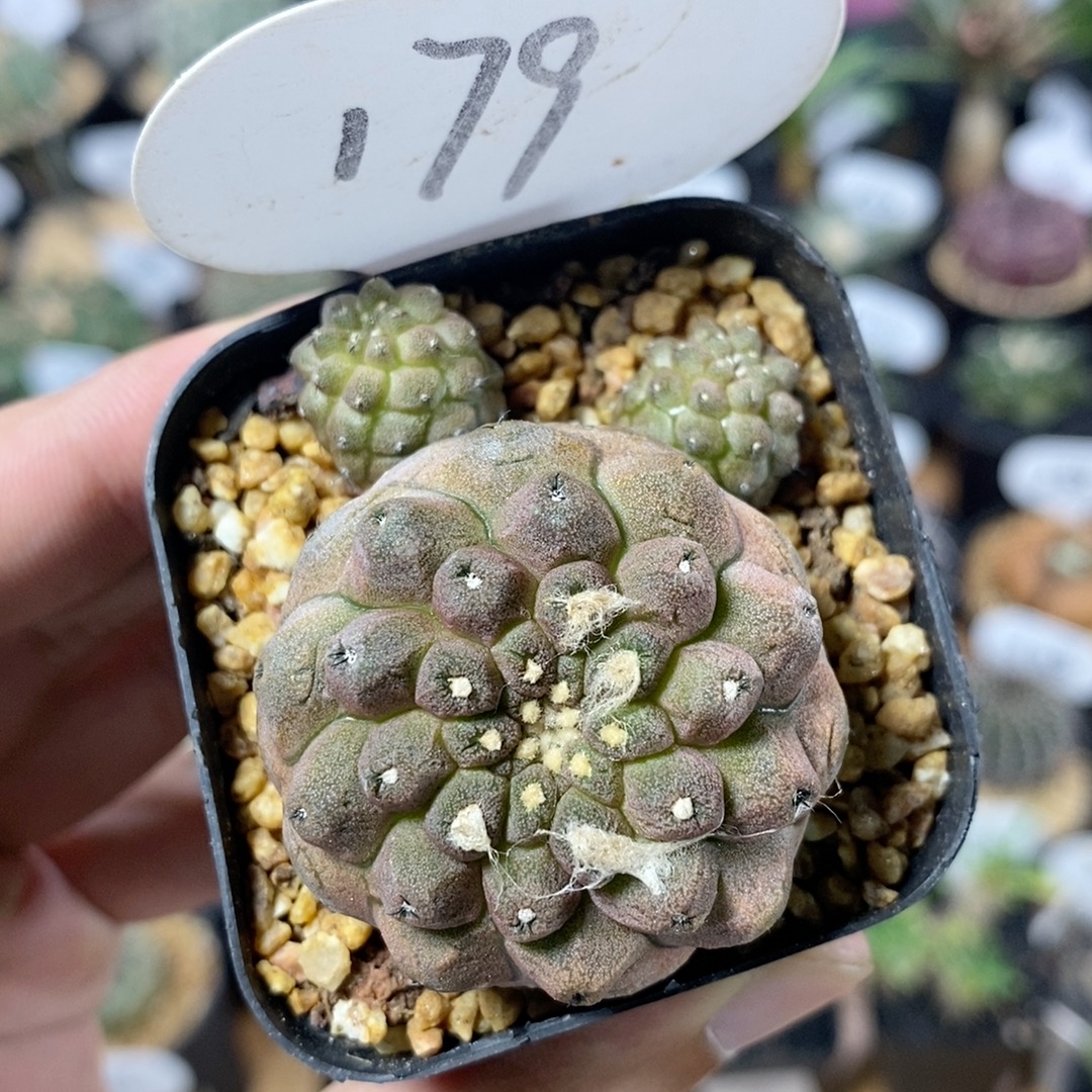 179号实生蜥蜴皮3.8cm