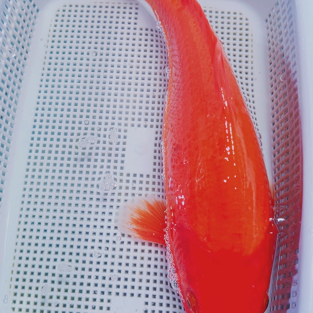 海水鱼锦鲤观赏鱼121