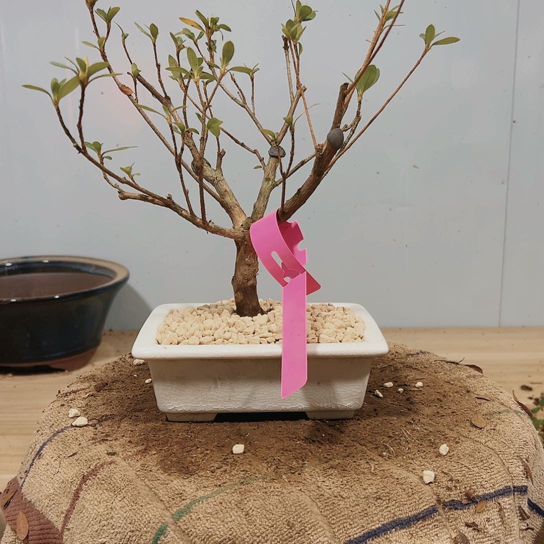 盆景皋月杜鹃品种7388胡*