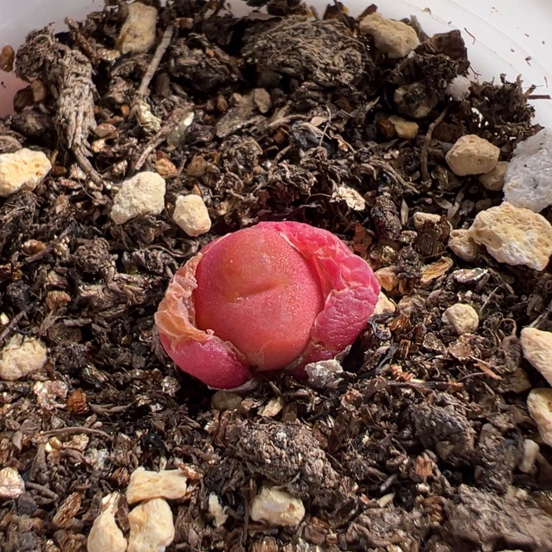 多肉植物22号吕氏