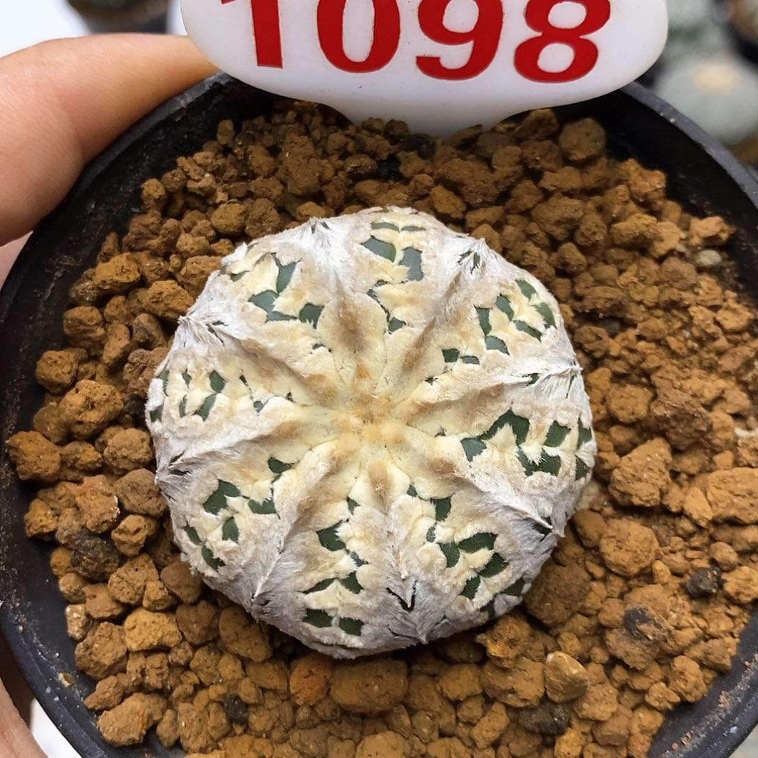 1098福利特价咯福利了