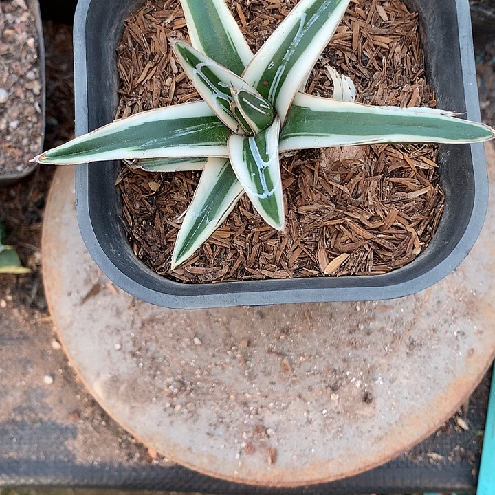 多肉植物龙舌兰科冰山